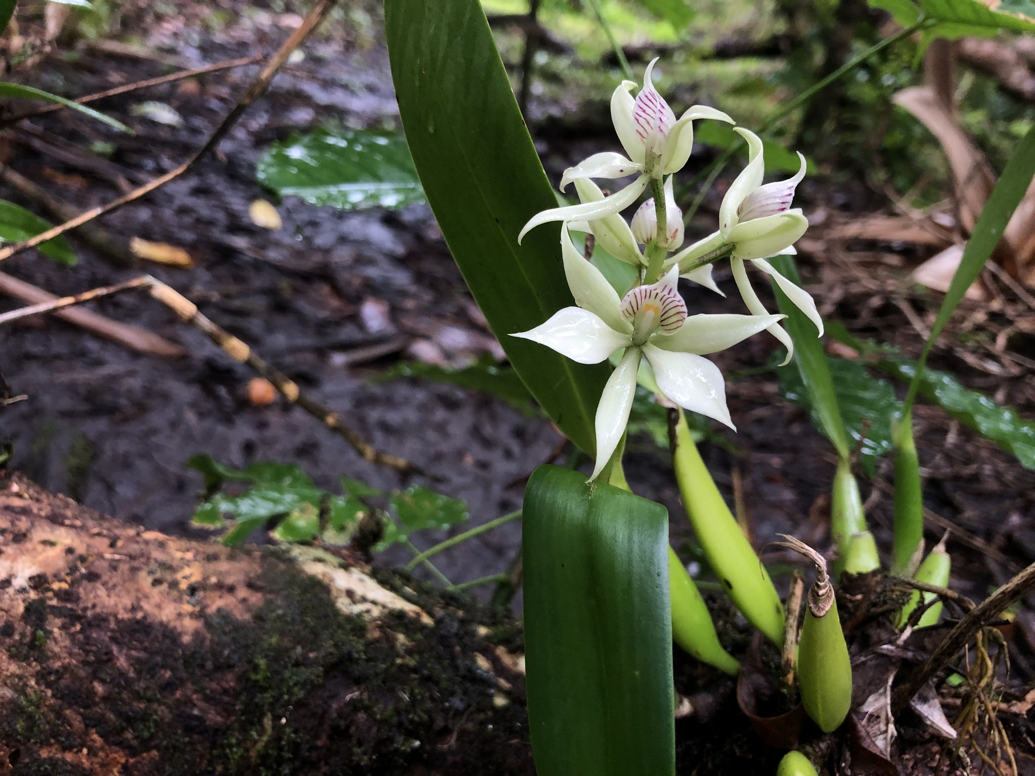 Prosthechea fragans